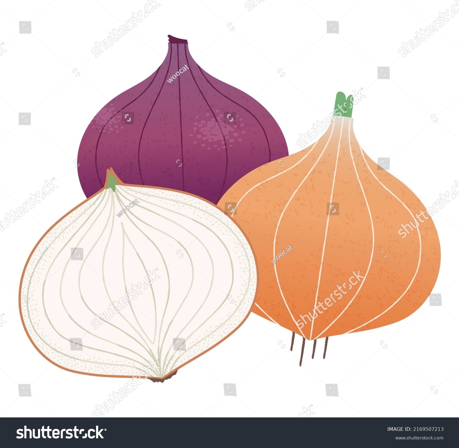 onion and red onion. Vector illustration of whole onion and onion cut in half cross section. #2169507213