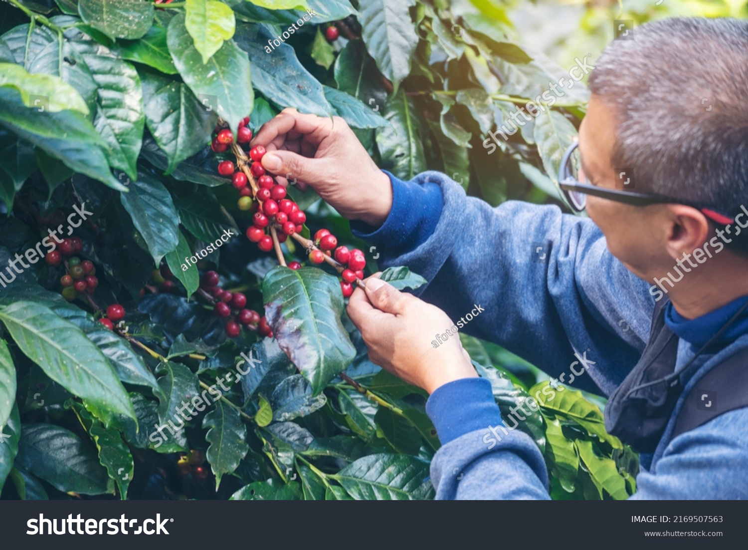 Man Hands harvest coffee bean ripe Red berries plant fresh seed coffee tree growth in green eco organic farm. Close up hands harvest red ripe coffee seed robusta arabica berry harvesting coffee farm #2169507563