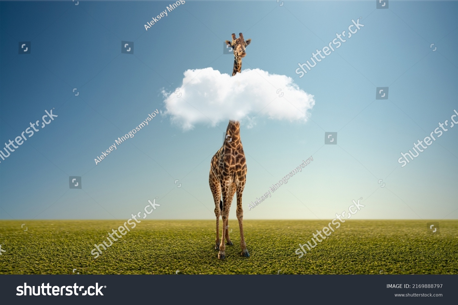 alone wild giraffe on green field. Extinction and ecology, environment protection ( Red List ) concept #2169888797