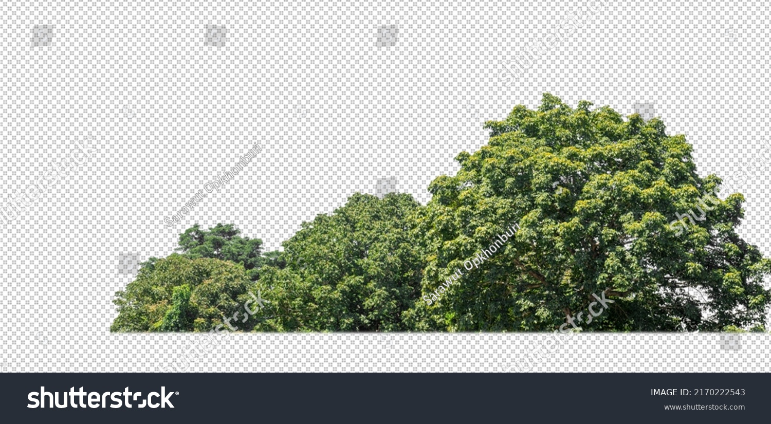 Green trees isolated on transparent background forest and summer foliage for both print and web with cut path and alpha channel #2170222543