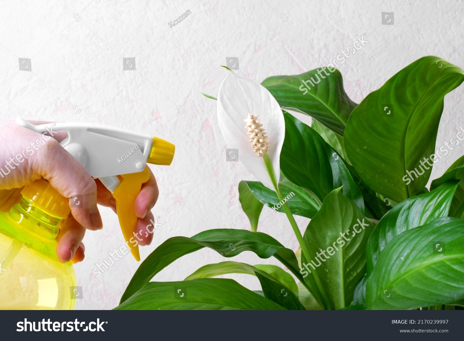 Spraying spathiphyllum or peace lily houseplant in bloom with spray. Watering tropical plants in bloom. Looking after houseplants at home #2170239997