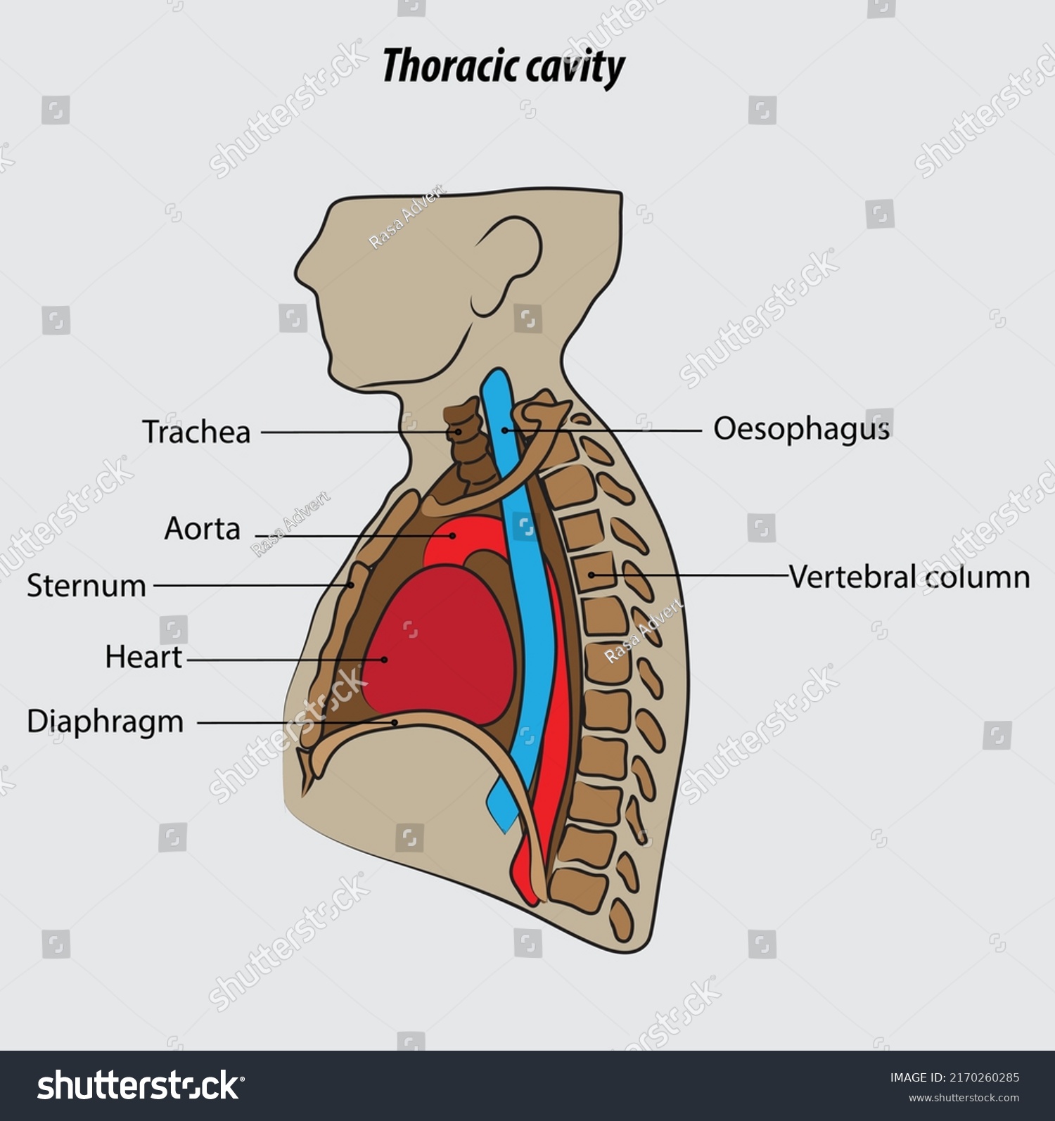 Thoracic cavity vector illustration drawing - Royalty Free Stock Vector 2170260285 - Avopix.com