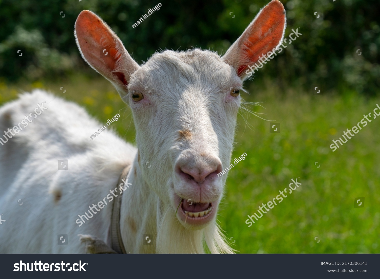 A goat grazes in the countryside. A tethered goat grazes on the lawn. A white goat was grazing in a meadow. #2170306141