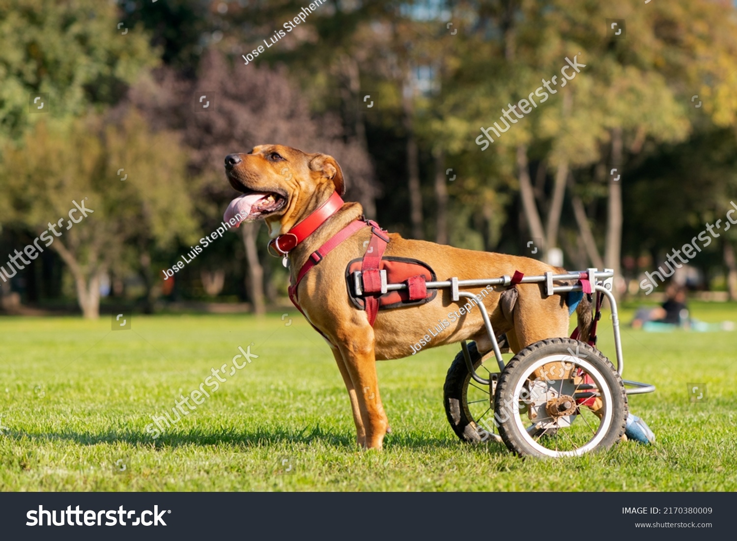 dog in wheelchair at a park #2170380009
