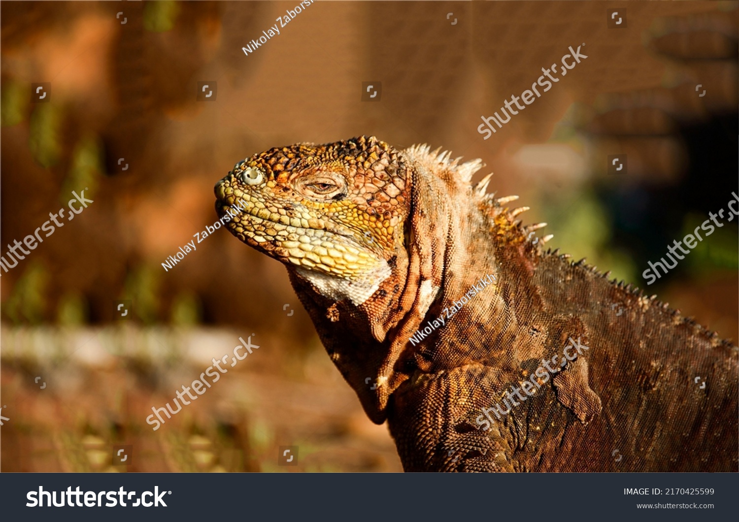 Portrait of an iguana close-up. Iguana lizard. Iguana in nature. Iguana portrait #2170425599