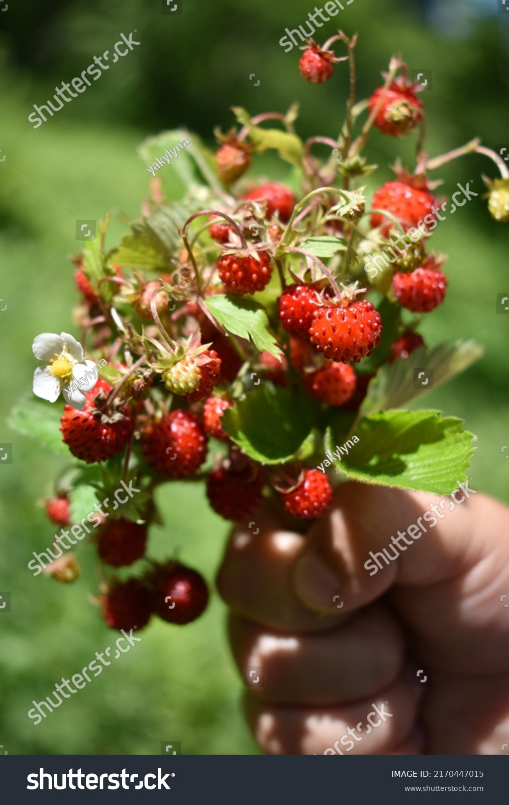 Fragaria vesca.A bunch of strawberries in a child's hand #2170447015