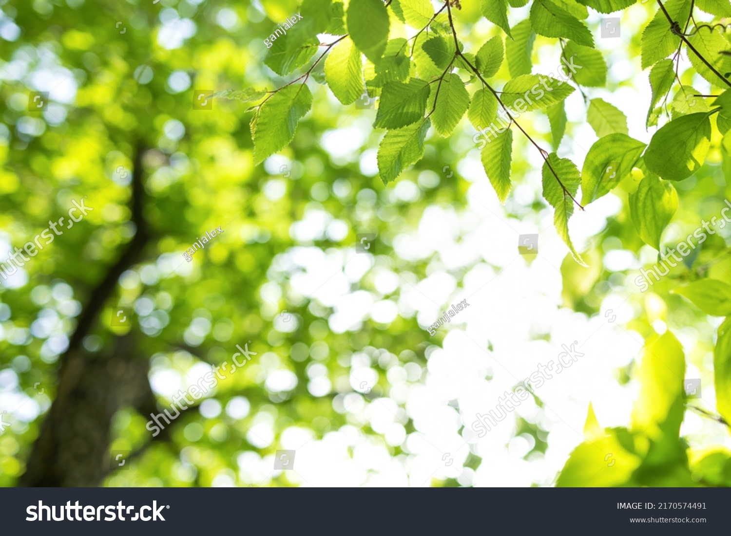 Upward glance to sun rays shines through forest trees. Scattered sunlight that filters through green elm leaves. Sunny summer nature background with sunshine radiant bokeh. Japanese Komorebi concept #2170574491