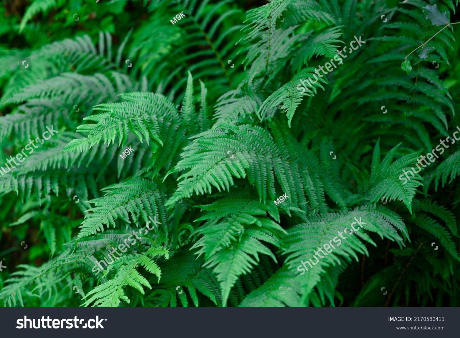 Beautiful fern leaf texture in nature. Natural ferns background Fern leaves Close up ferns nature. Fern plants in forest Background of the ferns Nature concept. Green ferns nature. Natural floral fern #2170580411