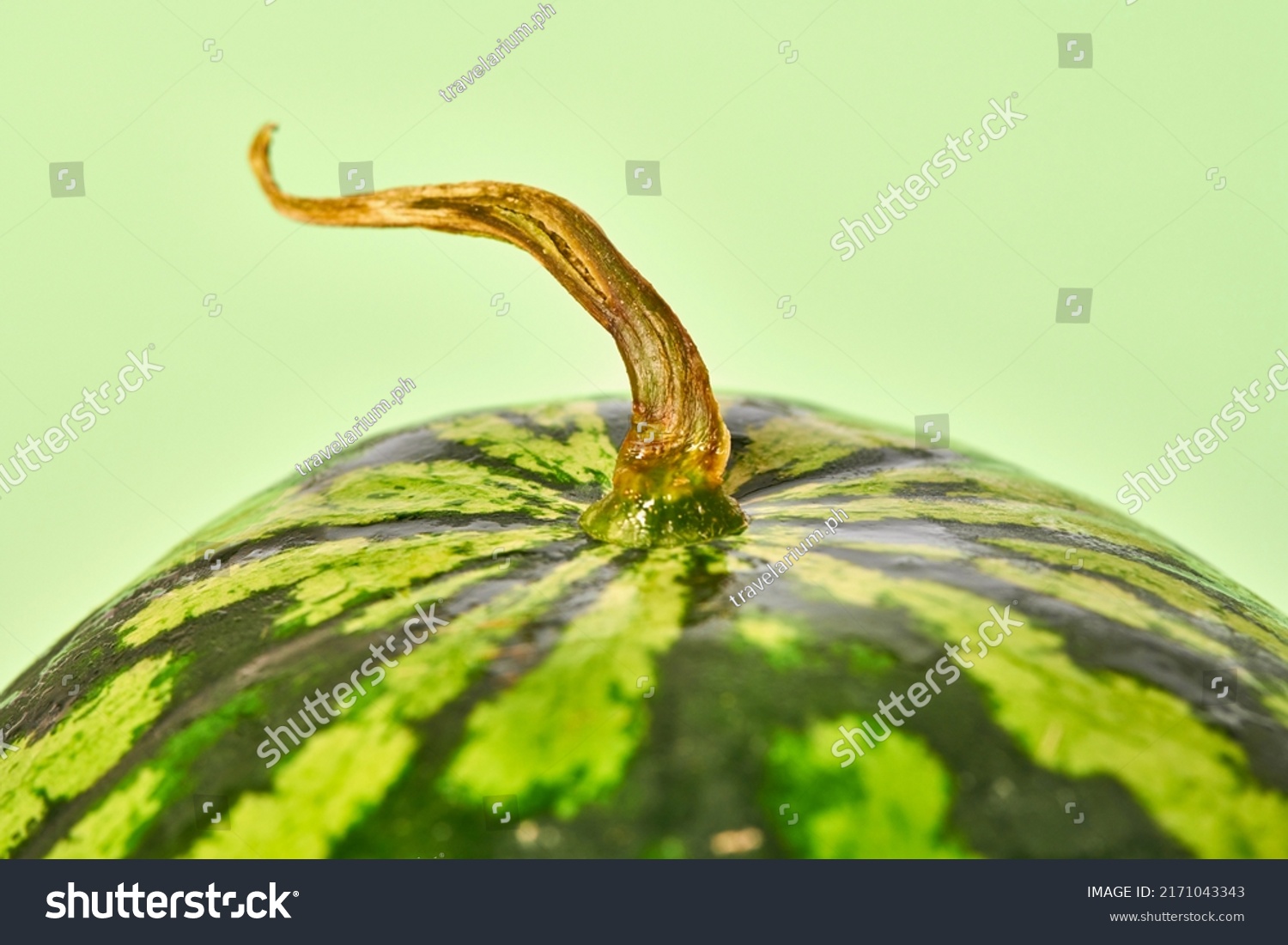 Tasty and juicy watermelon close up with dry tail on green background, delicious summer fruit. Striped ripe water melon berry with brown branch, sweet summer dessert for stay hydrated #2171043343