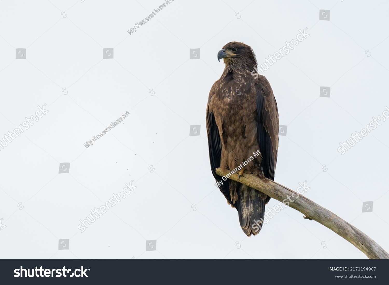 Perched Juvenile Bald Eagle on a Branch against a blue sky #2171194907
