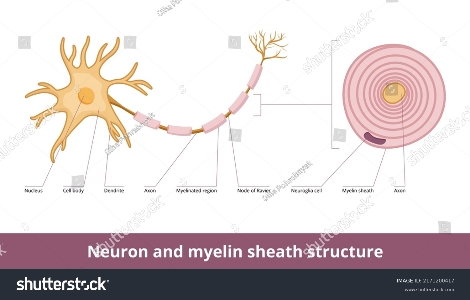 Neuron And Myelin Sheath Structure. - Royalty Free Stock Vector ...