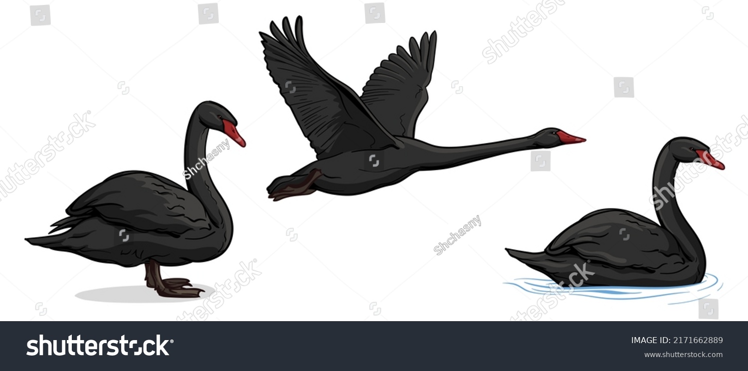 Vector set of black swans. Three swans isolated on white background. #2171662889