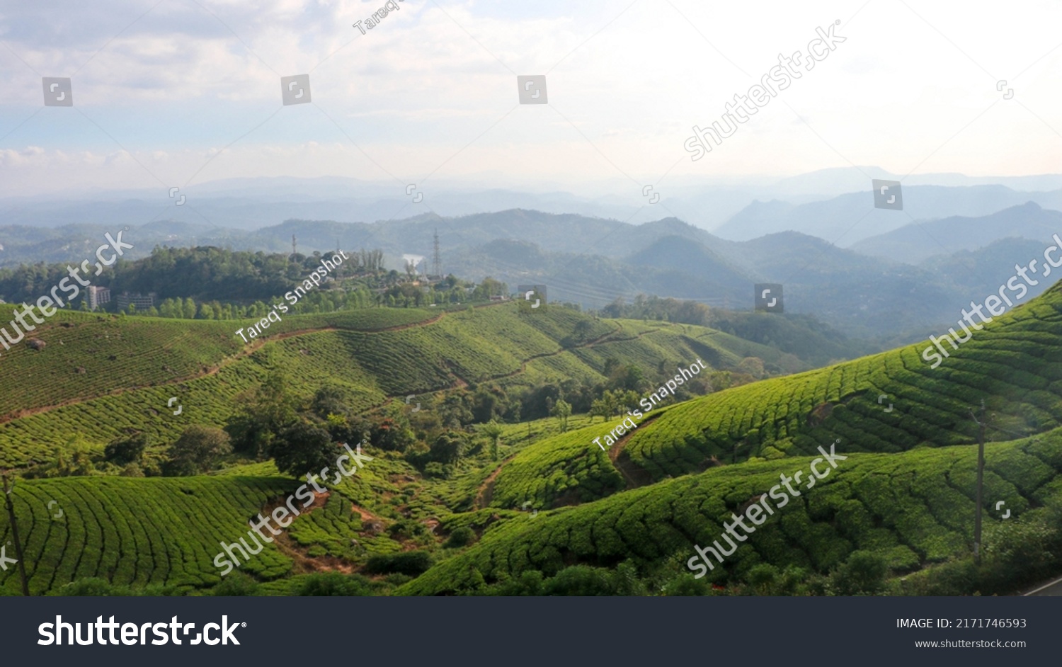 Amazing View of Tea Garden from Kannan Devan Hills, Munnar, Kerala, India #2171746593