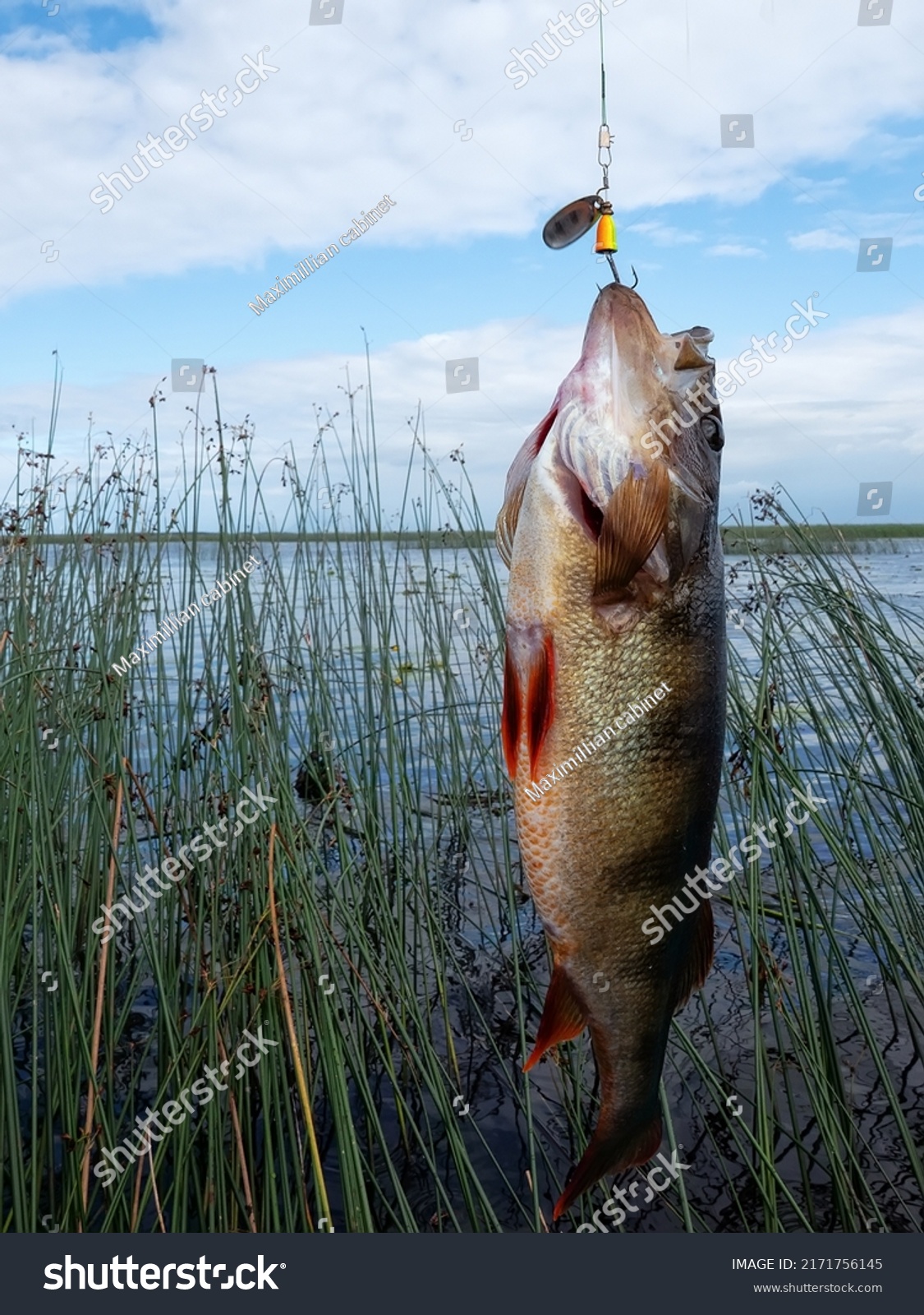 Trophy fishing. This European Perch (rivers perch) weighing 1.2 kilograms was caught spinning in the northern lake. Great Club-rush as background #2171756145