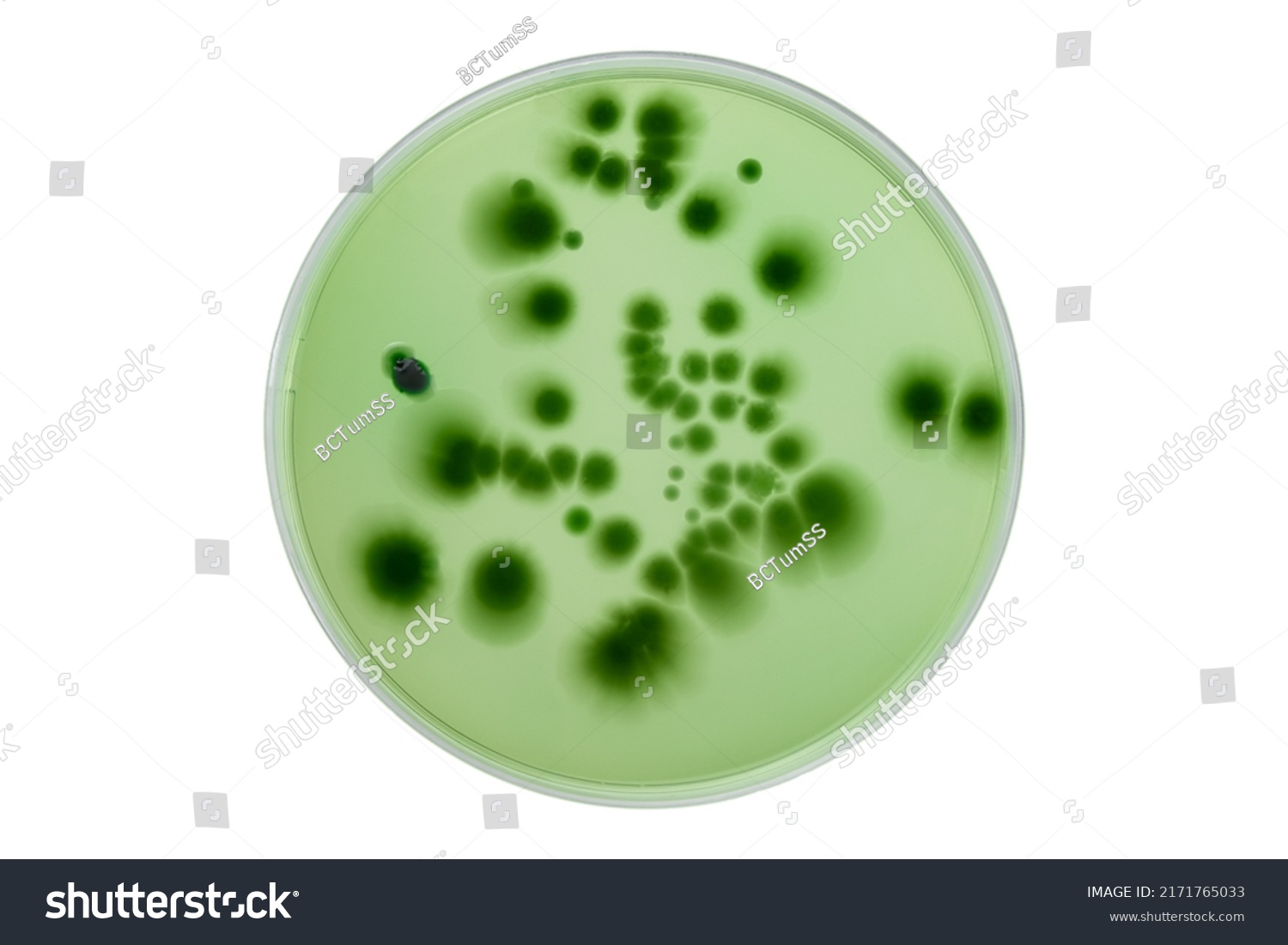 Hand with Petri dish or culture media with bacteria on white background with clipping, Test various germs, virus, Coronavirus, COVID-19, Microbial population count, Food science. #2171765033