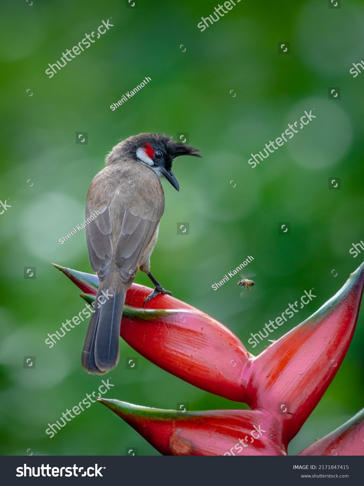 red whiskered bulbul perched on a flower and watching abee  #2171847415