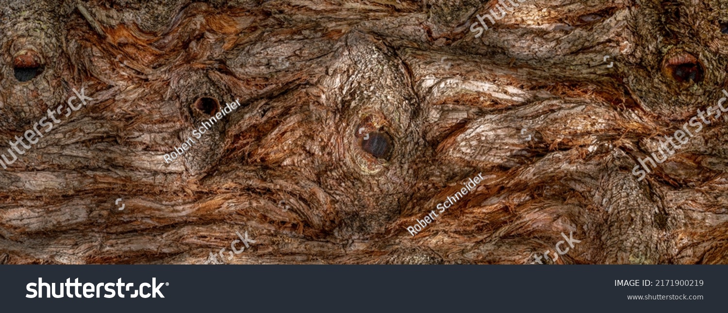 Panoramic closeup of the abstract rough bark of a sequoia tree with knotholes #2171900219