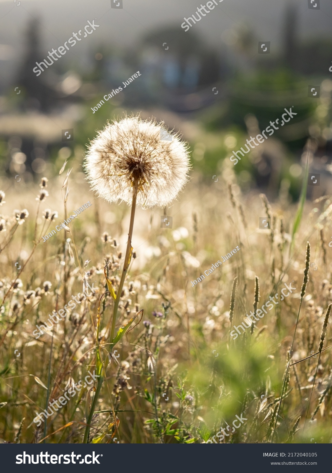 selective focus of dandelion or common dandelion flower (Taraxacum officinale) in springtime at sunset with blurred background #2172040105