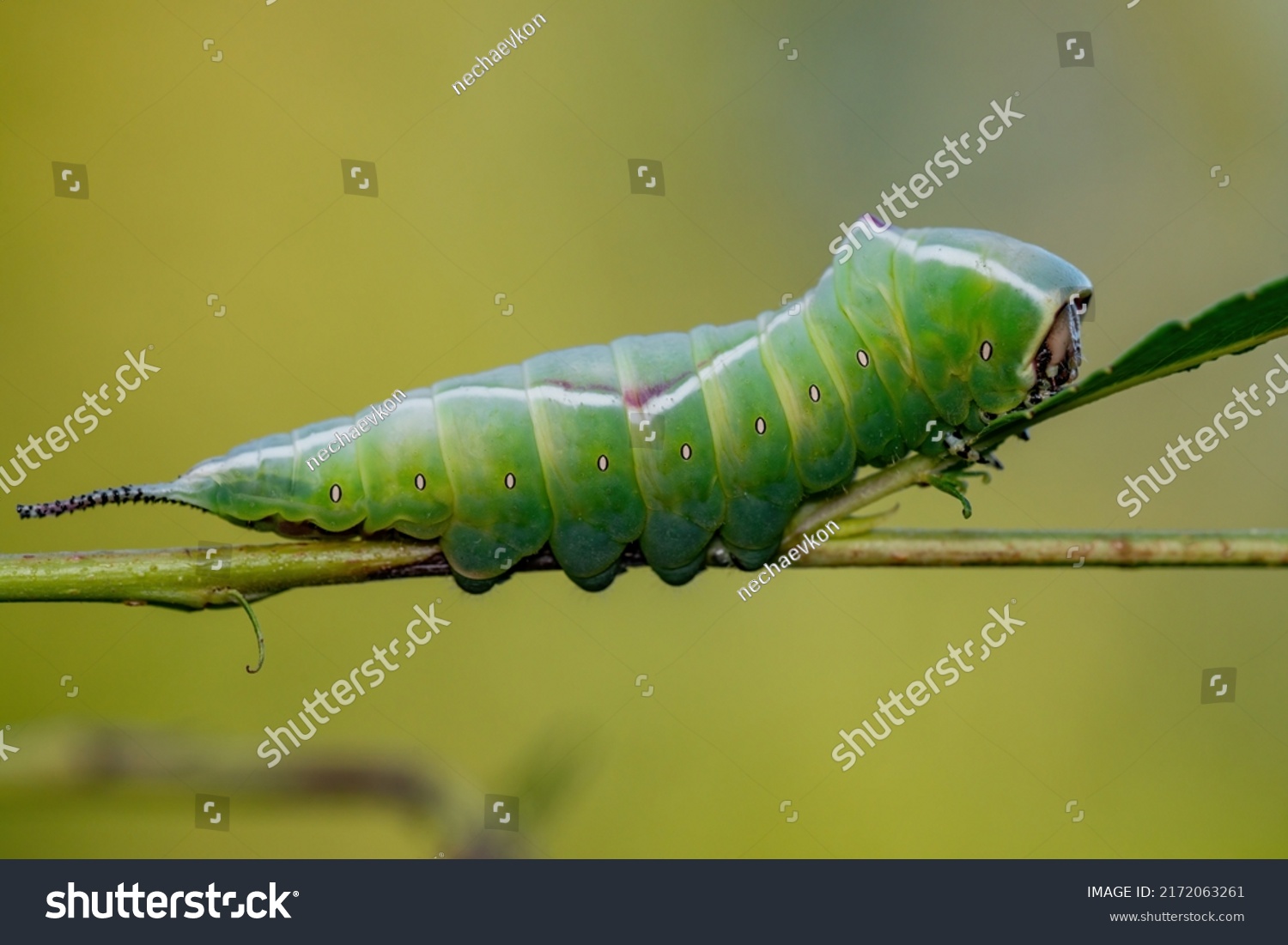 Cerura Vinula or Puss Moth Caterpillar Macro #2172063261