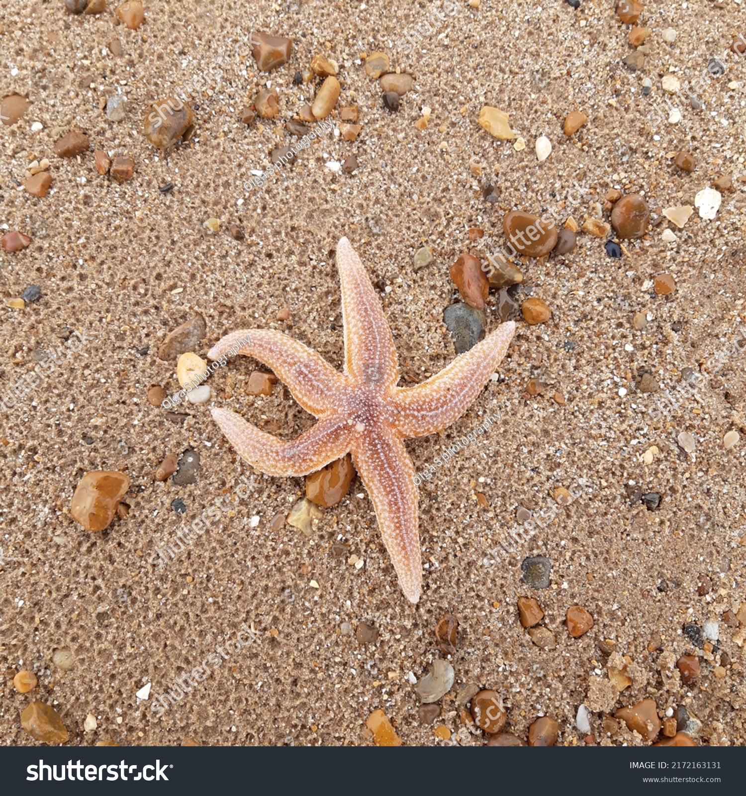 Starfish or sea stars are star-shaped echinoderms belonging to the class Asteroidea. Starfish on the beach in Landguard nature reserve in Felixstowe, Suffolk, East Anglia,  England, Europe. #2172163131