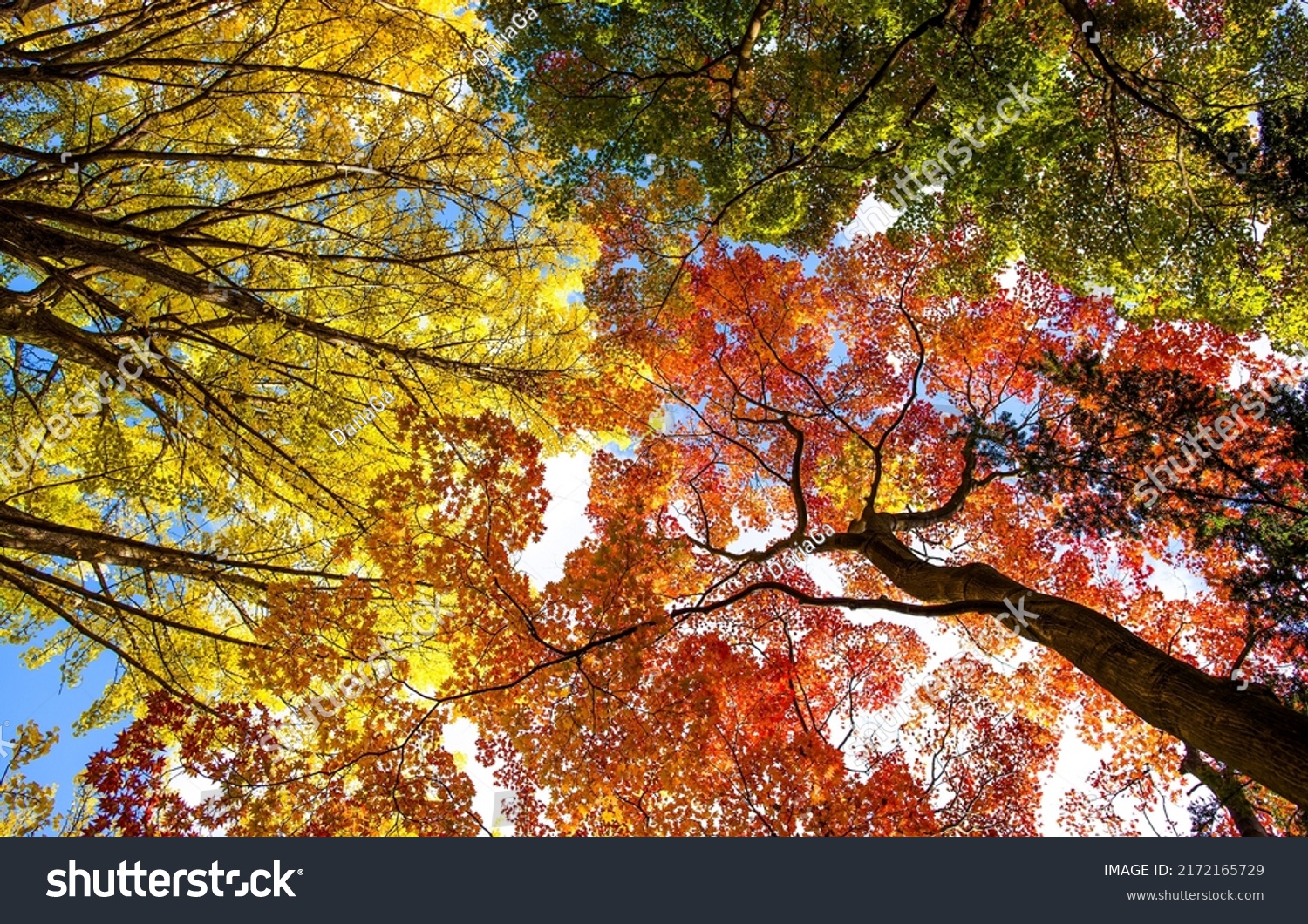 Autumn foliage in fall season. Red autumn landscapes in fall season #2172165729