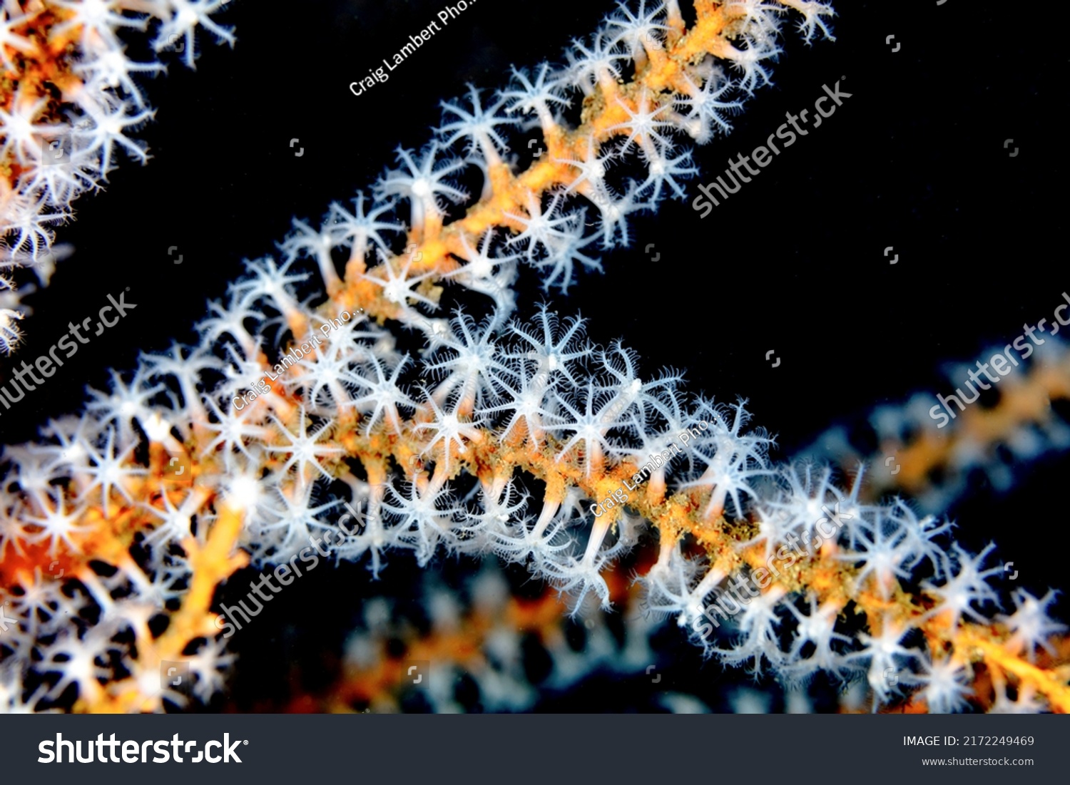 Orange Sponge White Coral Polyps #2172249469