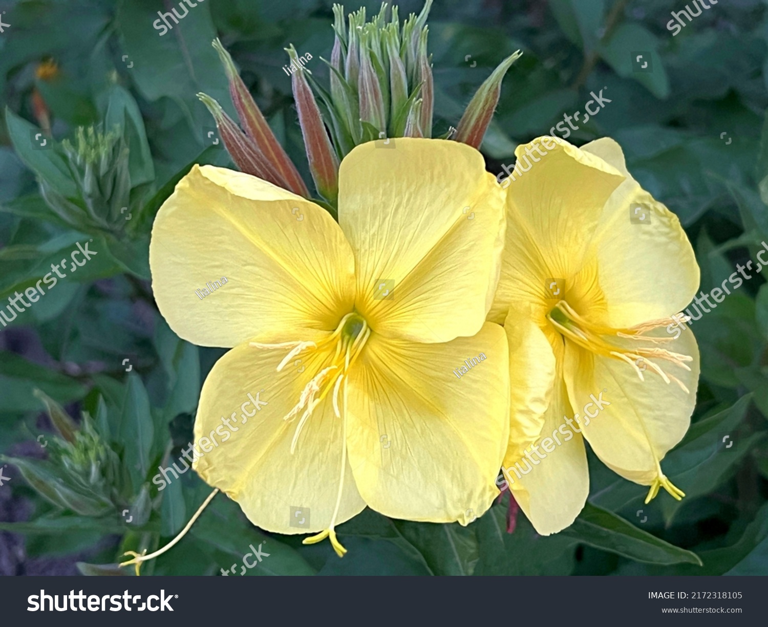 Yellow flowers Oenothera Biennis Evening Primrose in the garden. #2172318105