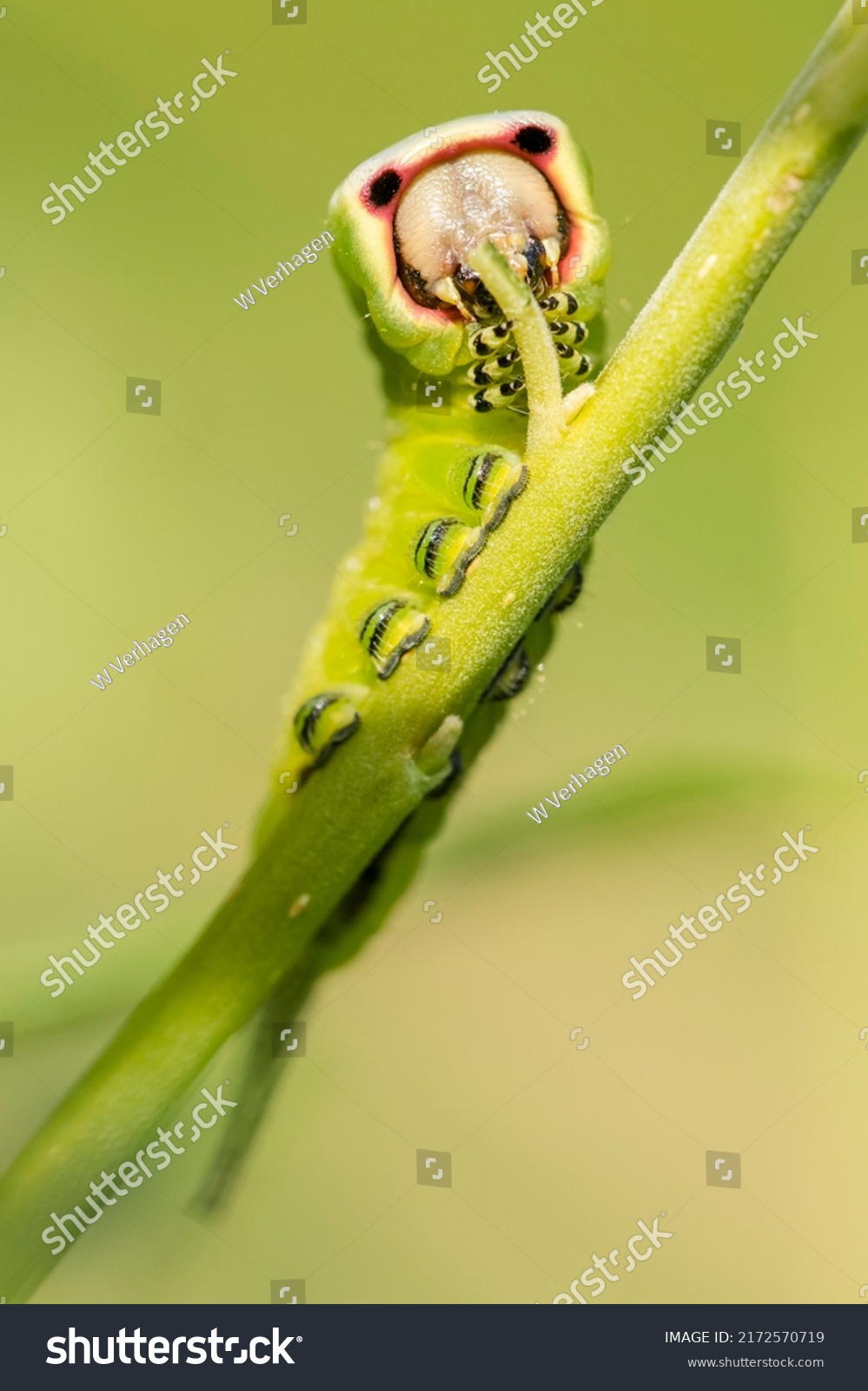 Puss Moth (Cerura vinula) caterpillar eating leaf from Willow Tree #2172570719