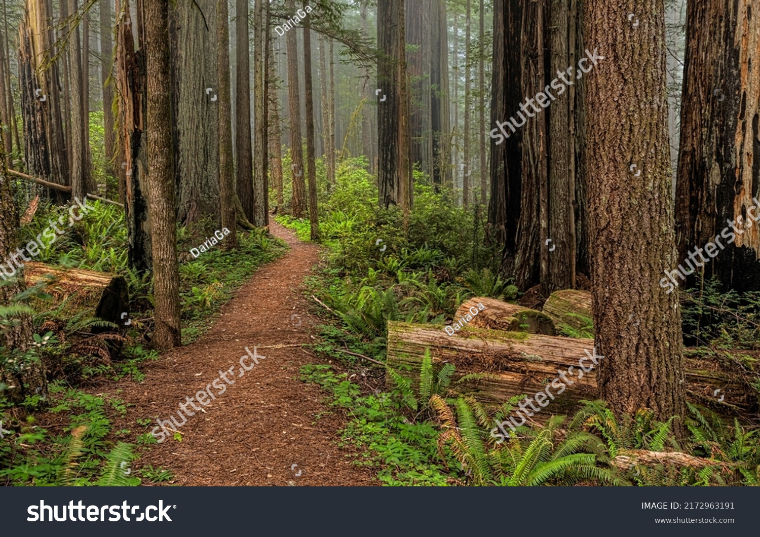 Forest path in nature woods. Path in forest nature #2172963191
