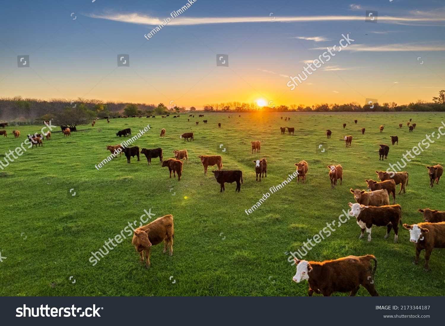 Aerial view of cows loose in the field during the summer at sunset. #2173344187