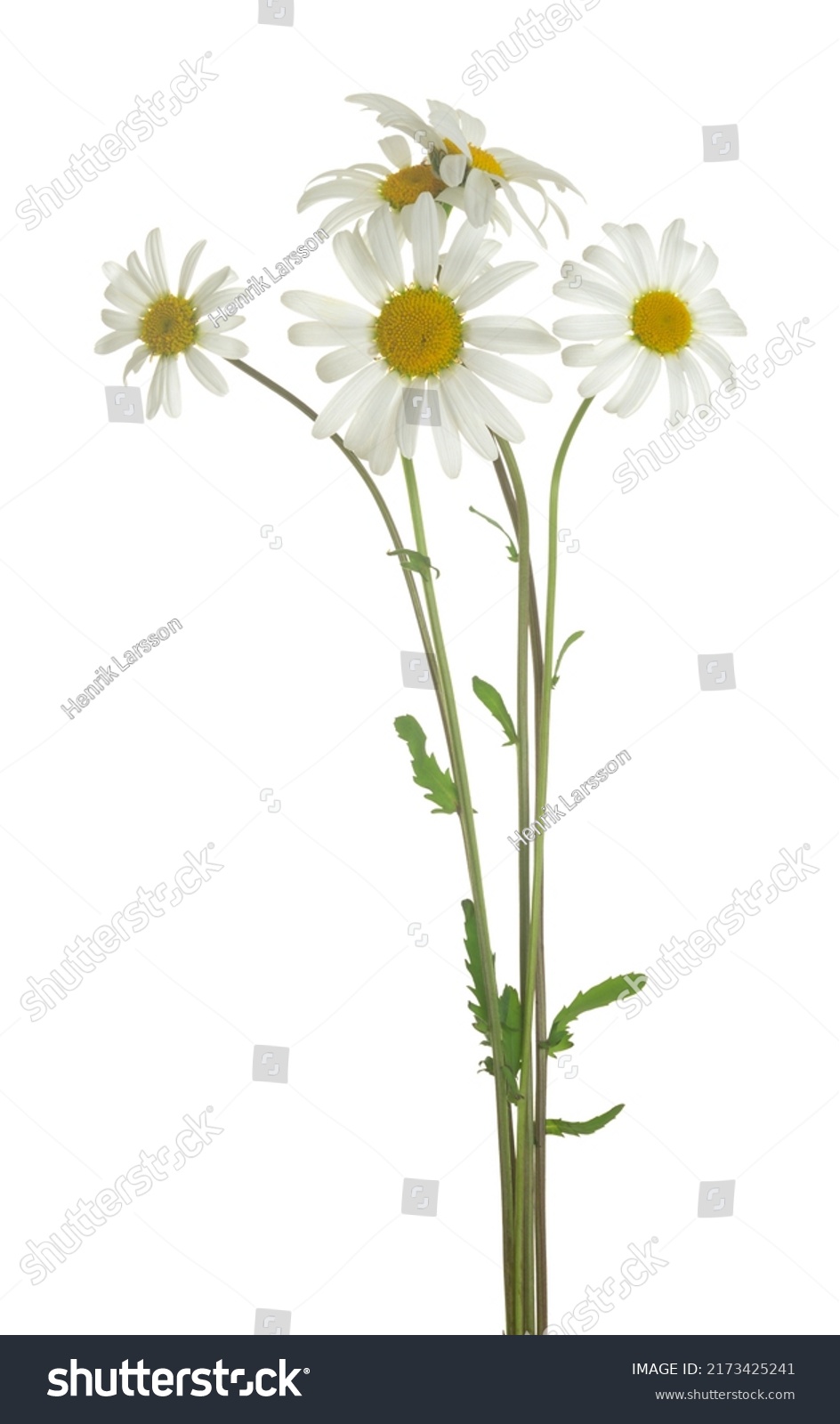 Blooming oxeye daisies, Leucanthemum vulgare isolated on white background #2173425241
