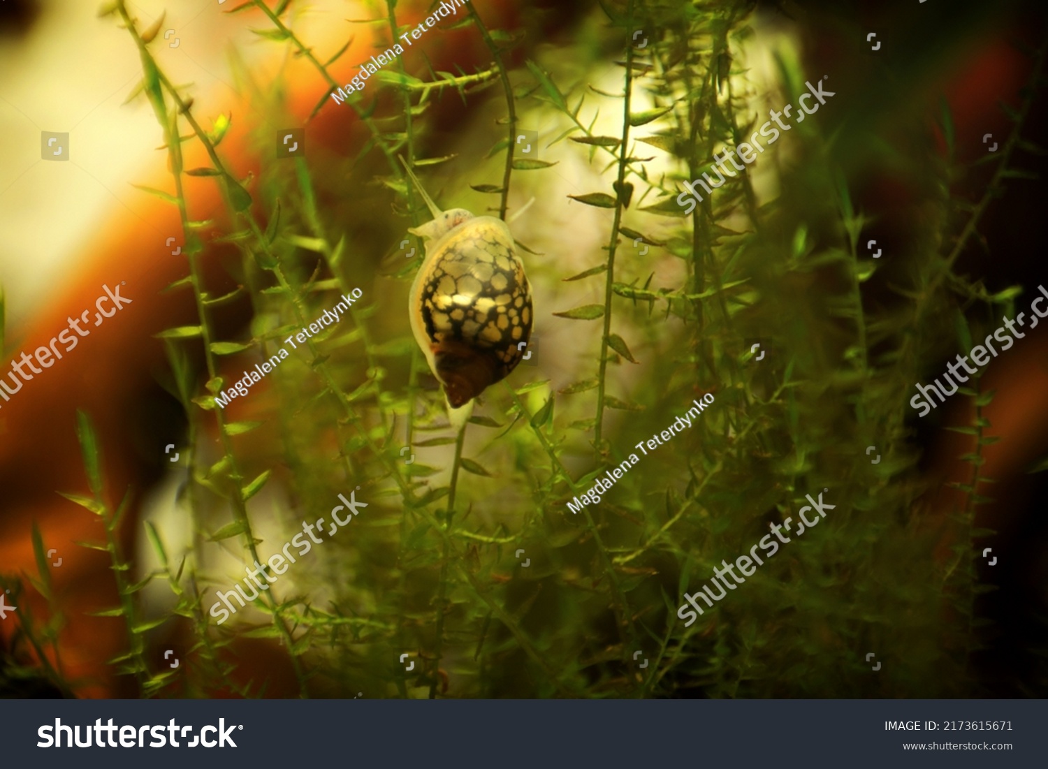 Physidae snail, bladder snails, family of air breathing freshwater snails, aquatic pulmonate gastropod molluscs. Aquascaping Animal macro close up photography with a focus gradient, soft background. #2173615671