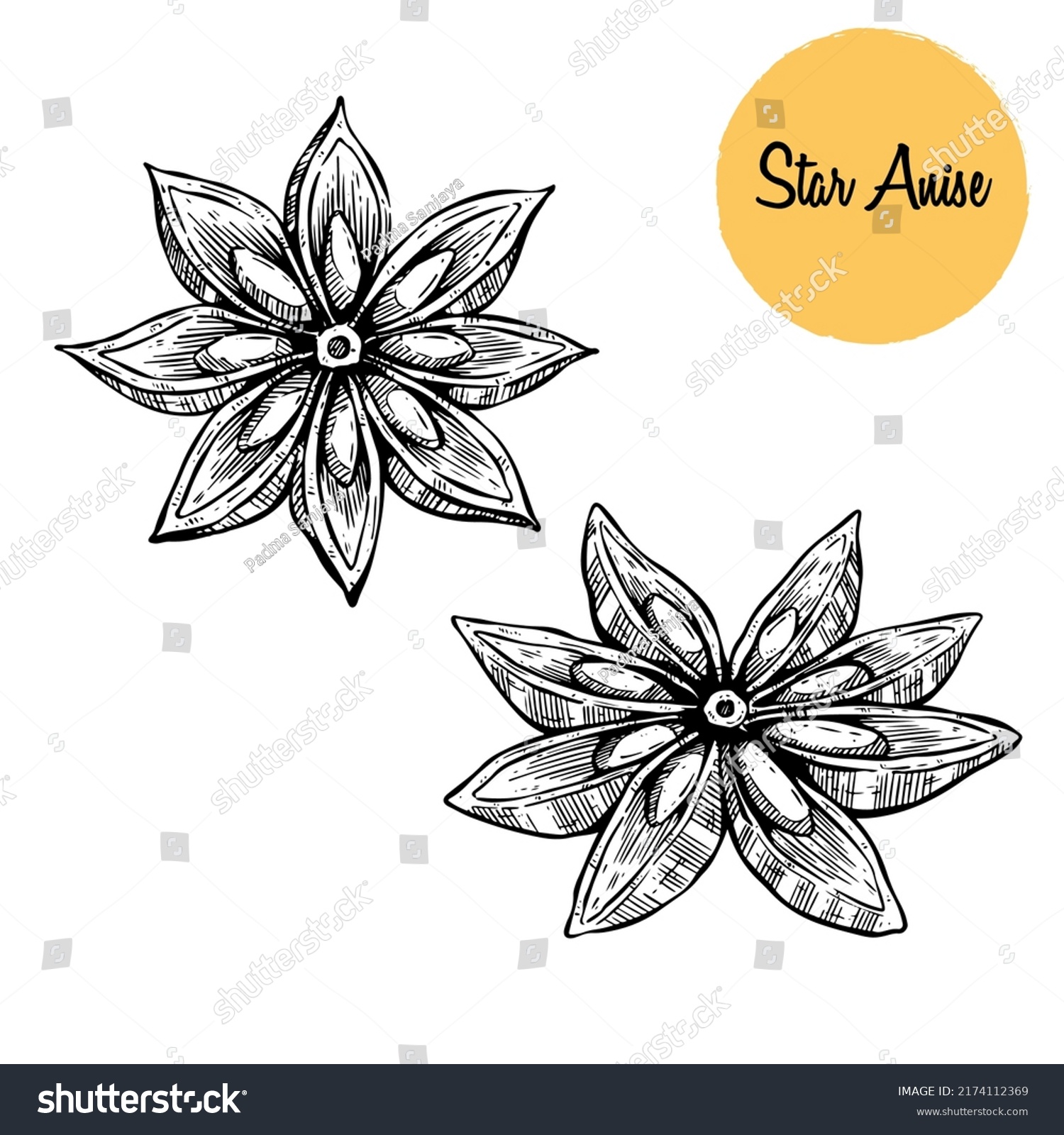 Star Anise Vector Drawing. Hand Drawn Sketch. - Royalty Free Stock ...