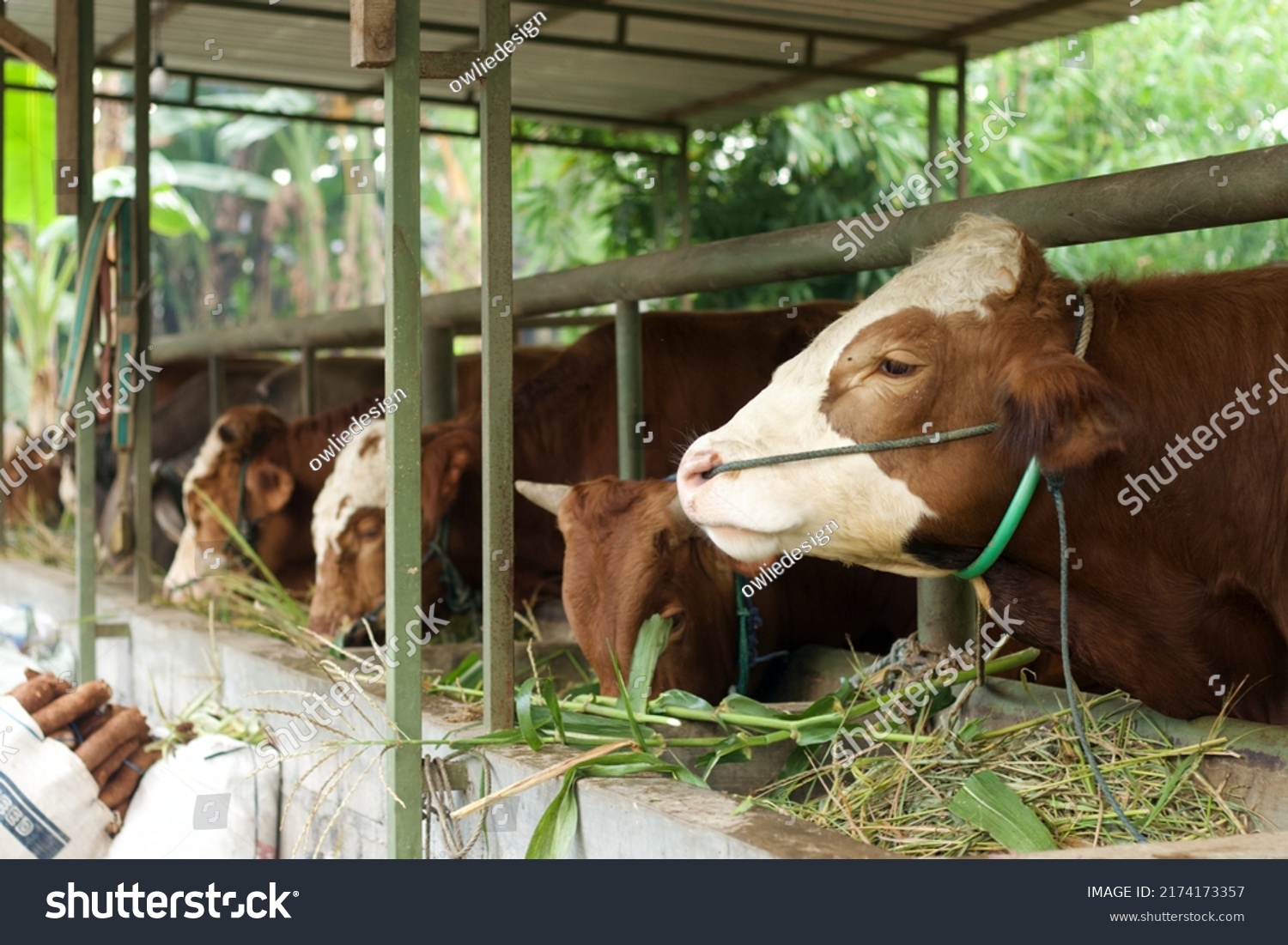 Livestock - Group of cows or cattle are prepared for sacrifices on Eid al-Adha or Eid al-qurban. Bos taurus. #2174173357