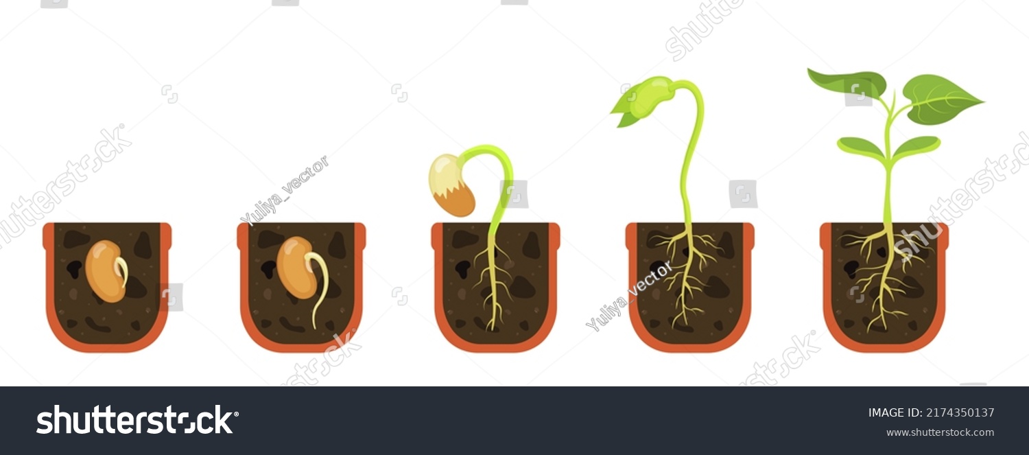 Germination seed in flower pot. Sprout in soil. Vector illustration beginning growth flowers. #2174350137