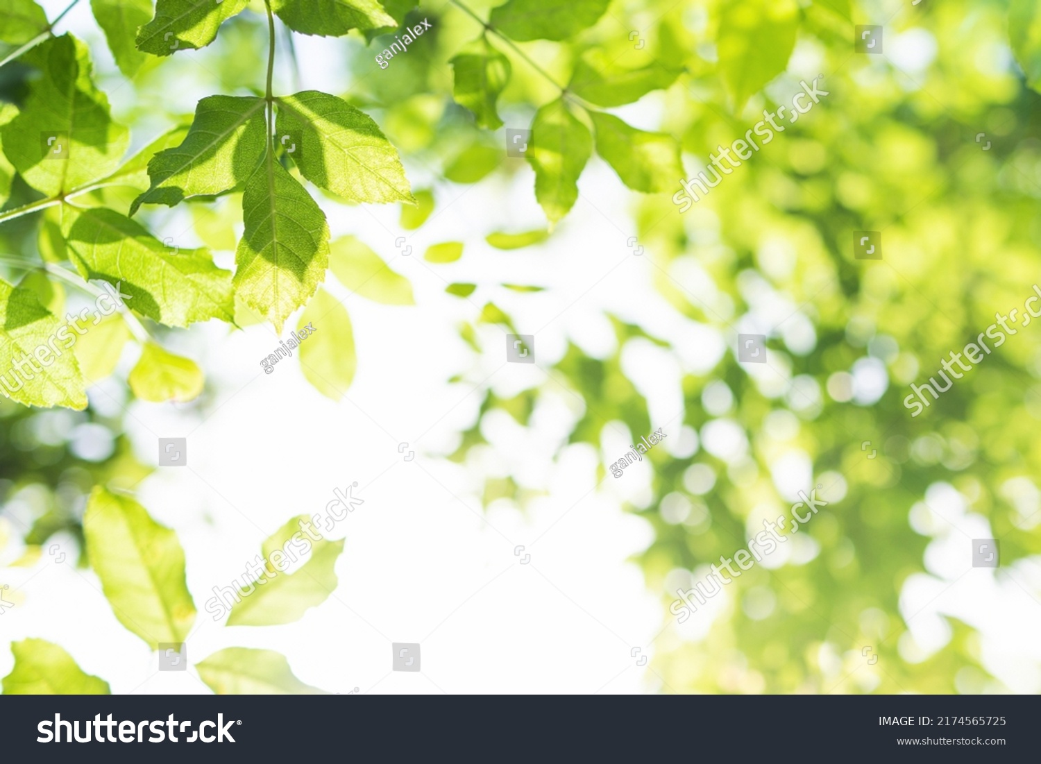 Upward glance to sun rays shines through forest trees. Scattered sunlight that filters through green elm leaves. Sunny summer nature background with sunshine radiant bokeh. Japanese Komorebi concept #2174565725
