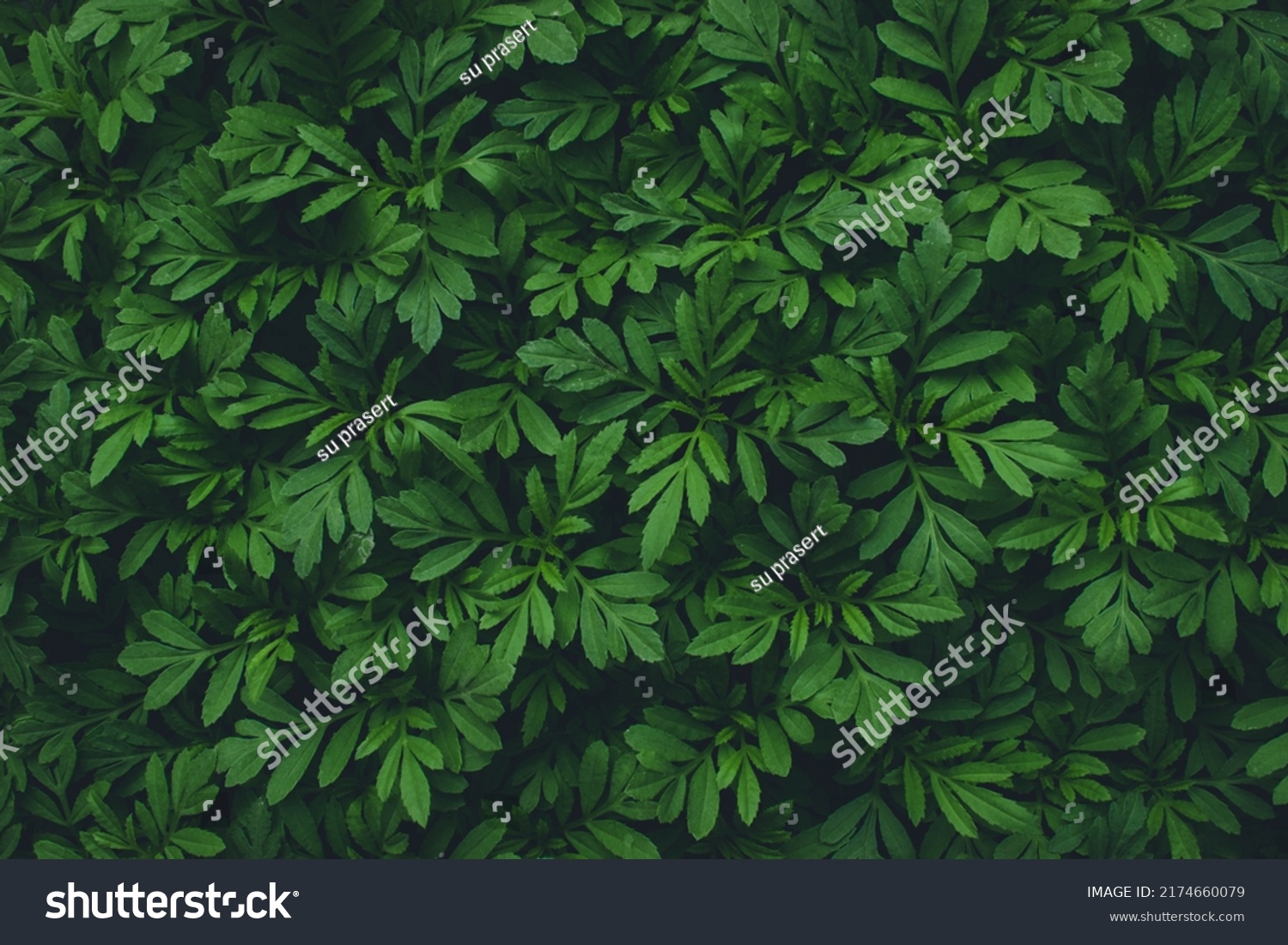 Green leaf texture. Green leaves pattern background. Natural background and wallpaper. #2174660079