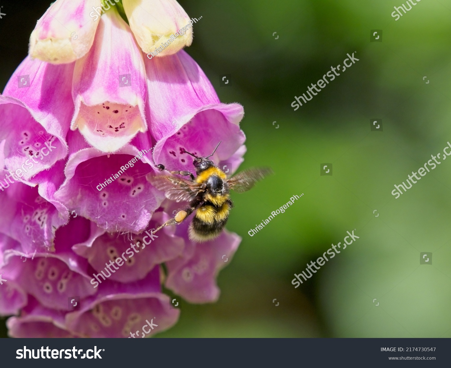 A white tailed bumblebee (Bombus lucorum) landing on a pink foxglove (	Digitalis purpurea) plant in a garden.  #2174730547