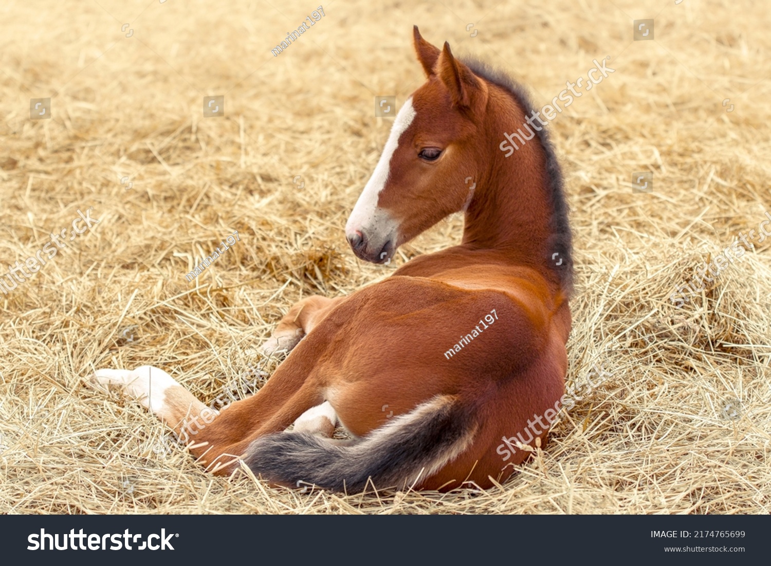 Portrait of a thoroughbred colt . Newborn horse. The beautiful foal is lying in the straw. Sunny summer day. Outdoor. A thoroughbred sports horse #2174765699