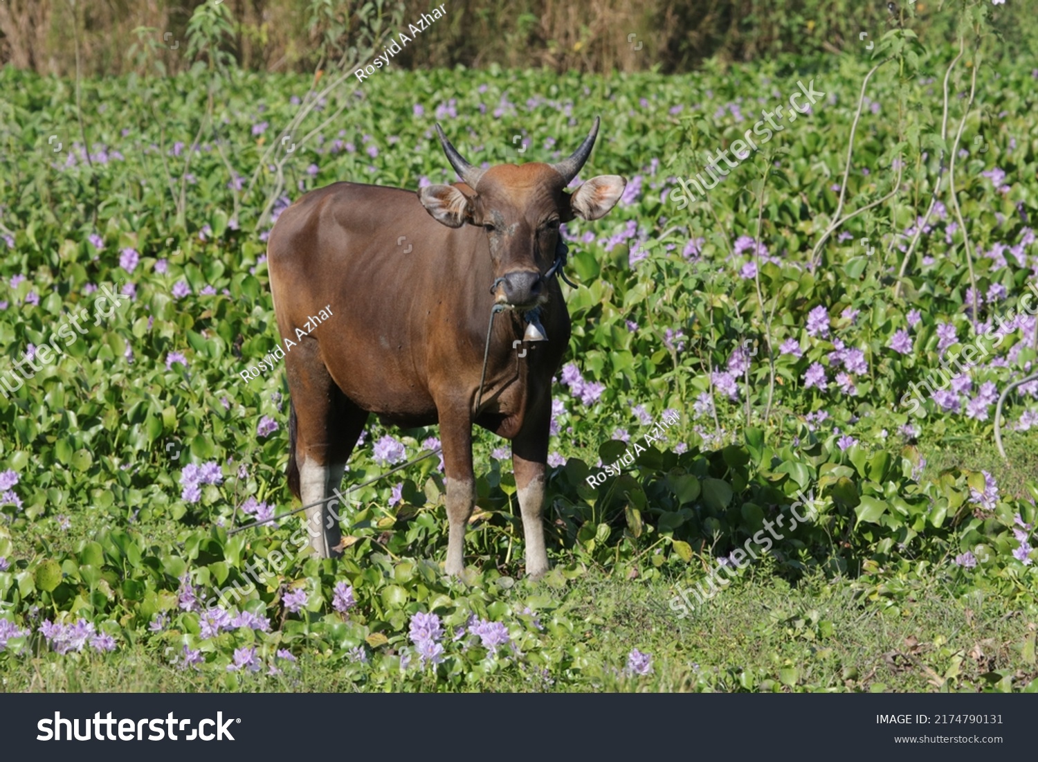 Banteng or bali cow also known as tembadau, is a species of wild cattle found in Southeast Asia.  Cow are on the field. This small cow is brown in color and strong adapt to tropical temperatures. #2174790131