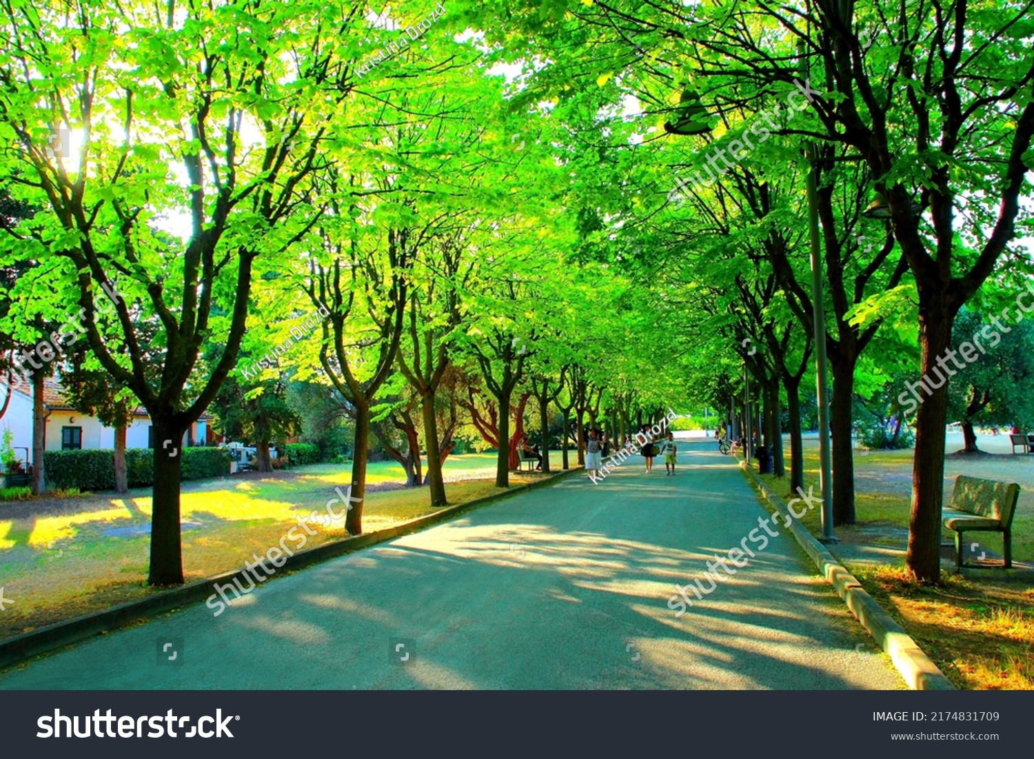 Empyrean scenery from Parco della Repubblica in Sirolo with a wide paved road strolled by different people and rows of splendid green trees on both sides, occasional stone benches, meadows and a hedge #2174831709