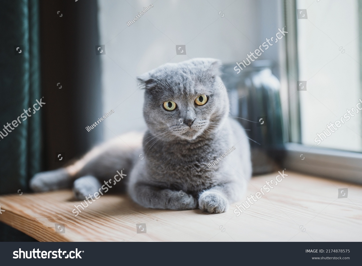 Scottish fold cat lies on a wooden windowsill and looks into the camera. Beautiful cat eyes. purebred animal #2174878575