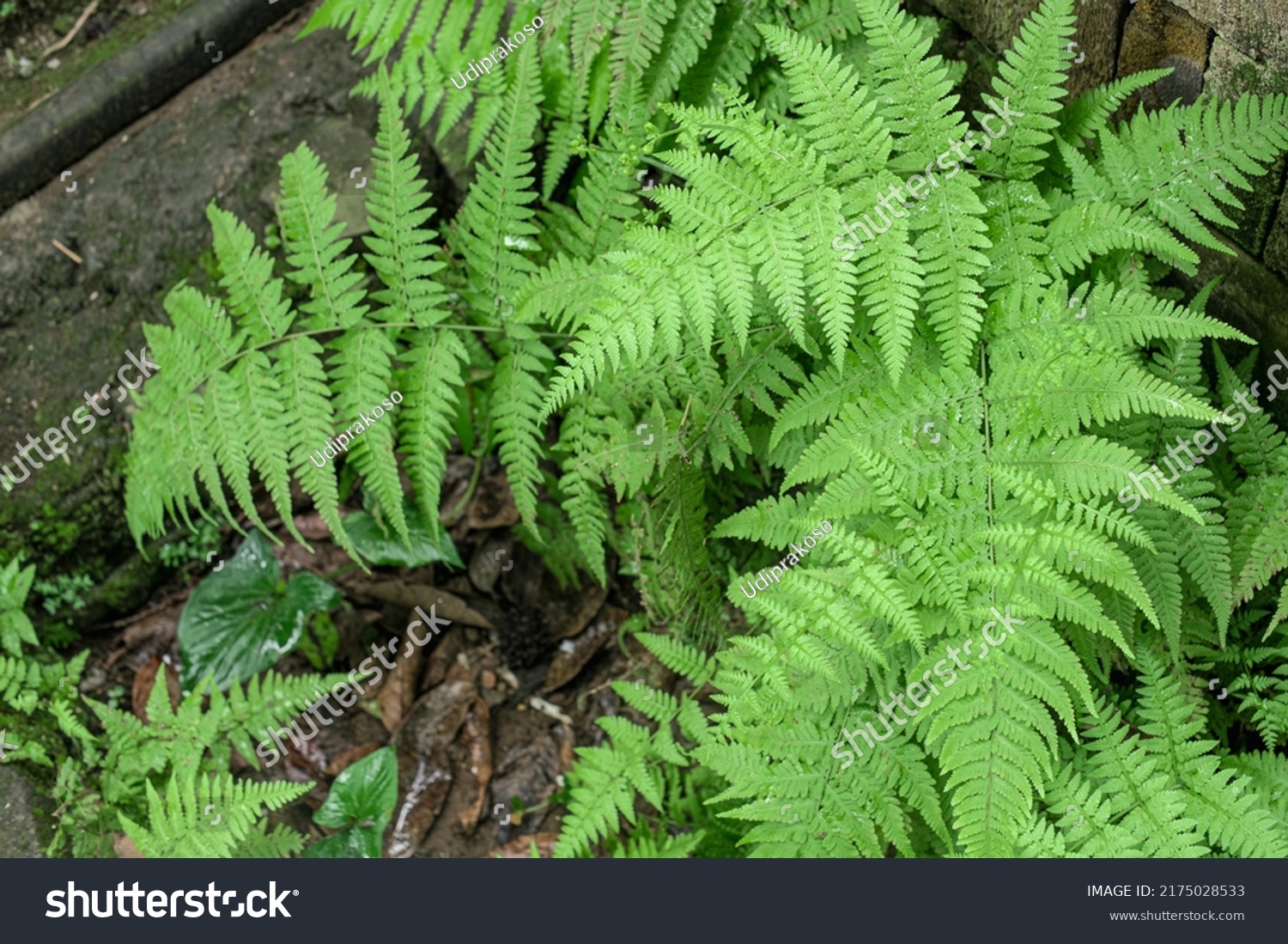 beautiful green fresh fern plant growing wild, haji fern, monkey fern, fern plant.  Pakis monyet, pakis liar, pakis haji #2175028533