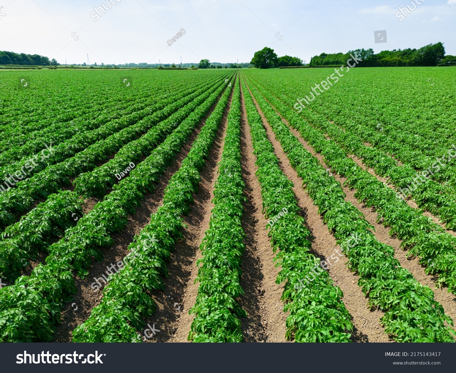 Low level aerial image of a crop of potatoes in a ploughed arable field in the British countryside farmland #2175143417