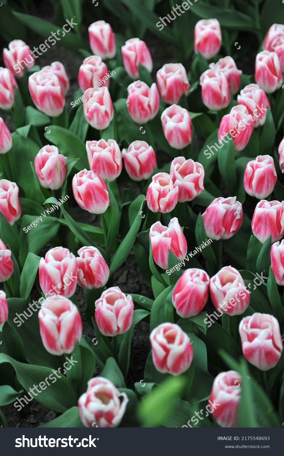 Red and white Triumph tulips (Tulipa) Pleasure bloom in a garden in April #2175548693