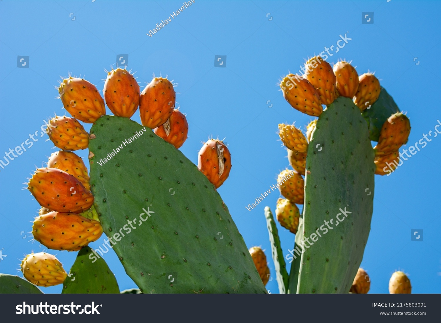 Opuntia Ficus Indica, the prickly pear. Ripe orange and yellow fruits of cactus and green thick leaves with needles. A species of cactus with edible fruits. Barbary fig fruits, cactus spines. #2175803091