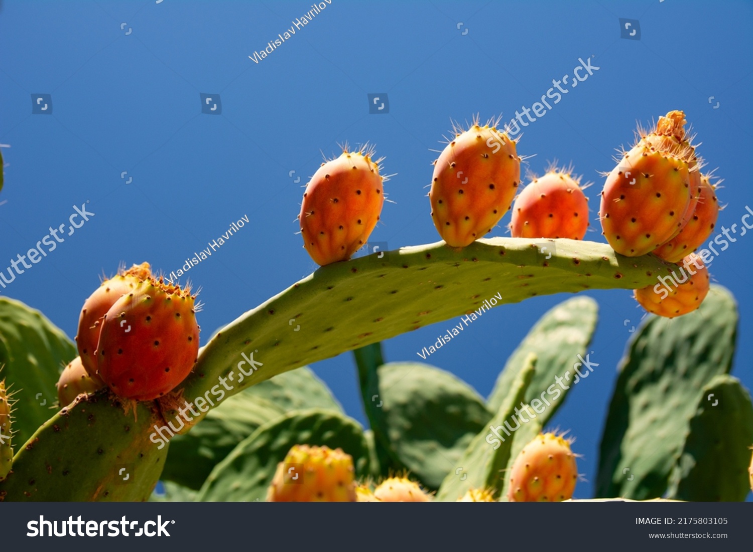 Opuntia Ficus Indica, the prickly pear. Ripe orange and yellow fruits of cactus and green thick leaves with needles. A species of cactus with edible fruits. Barbary fig fruits, cactus spines. #2175803105