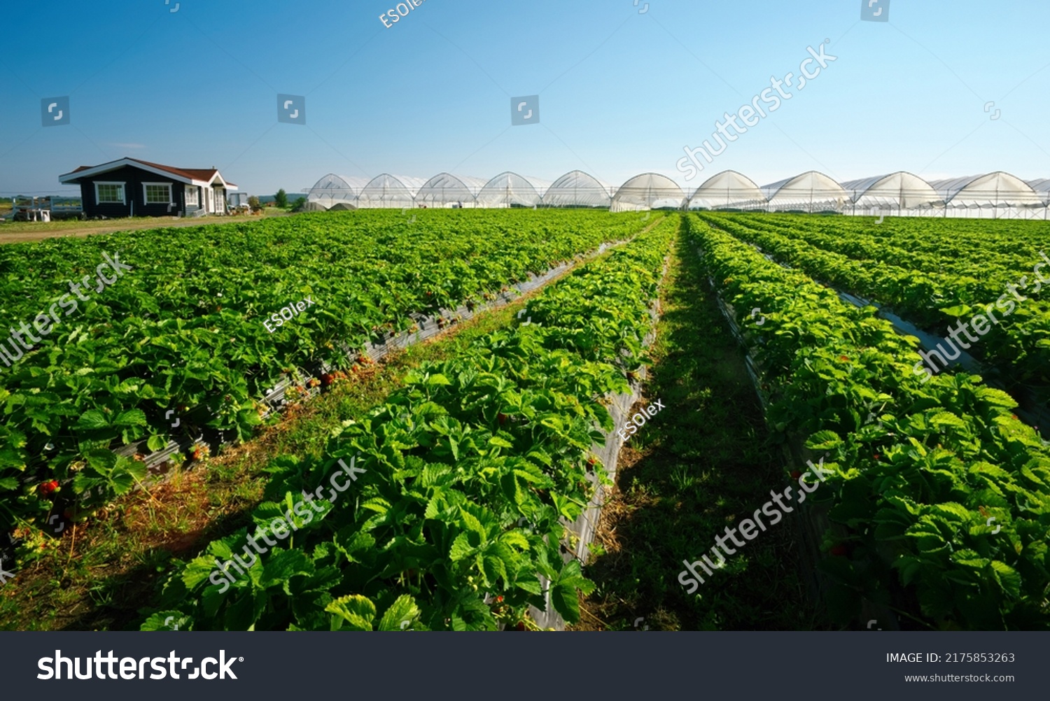 Hothouse used for growing strawberries in Karelia. Greenhouses for young strawberry plants on the field. Strawberry plantation. Long rows #2175853263