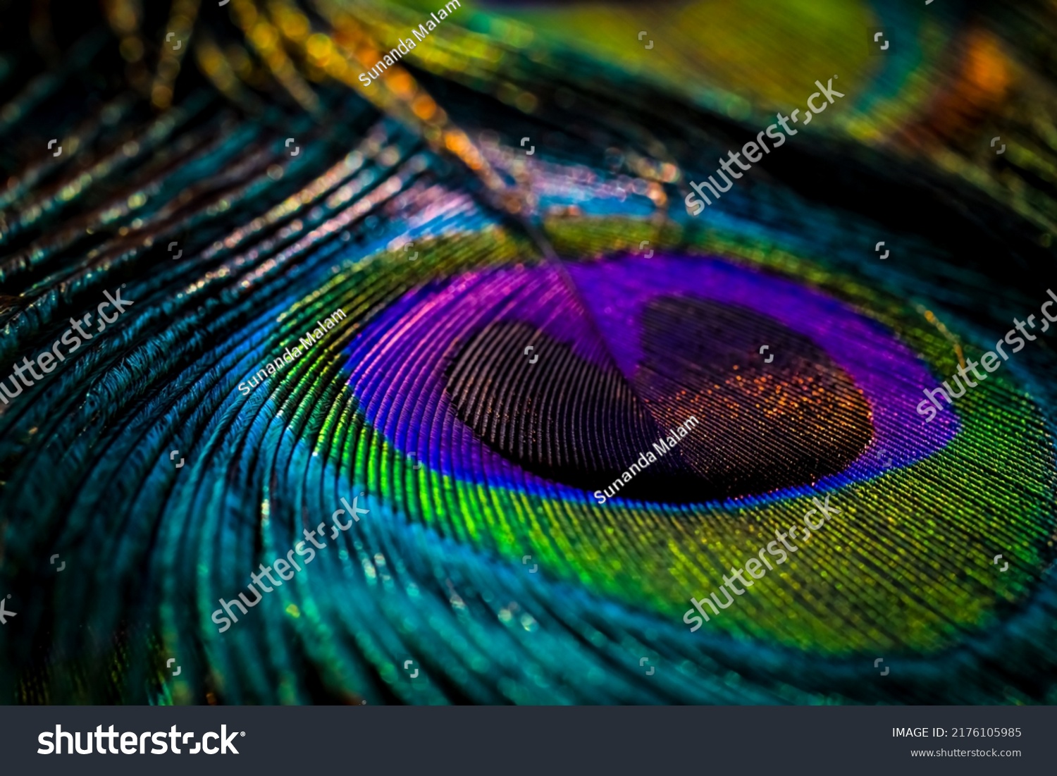 India, 26 February, 2021 : Peacock feather, Peafowl feather, Bird feather, Colorful feather, Background, textured, natural background, Macro photography, Closeup, Beautiful background, colors. #2176105985