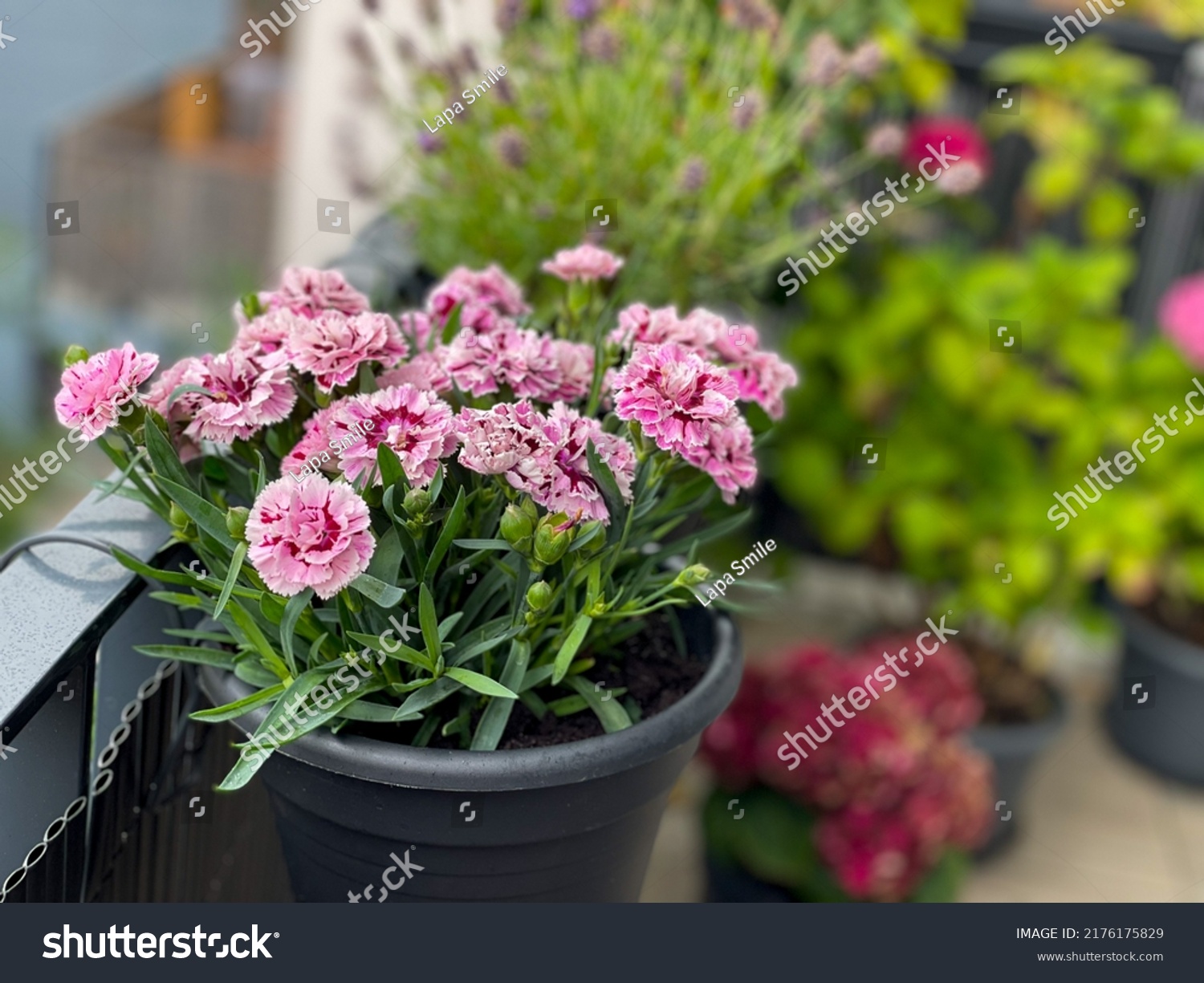 Beautiful pink purple Carnations decorative balcony flowers in a flower pot hanging on a balcony terrace fence close up #2176175829